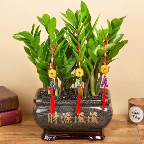 福祿桐風水